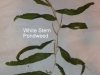 white-stem-pondweed
